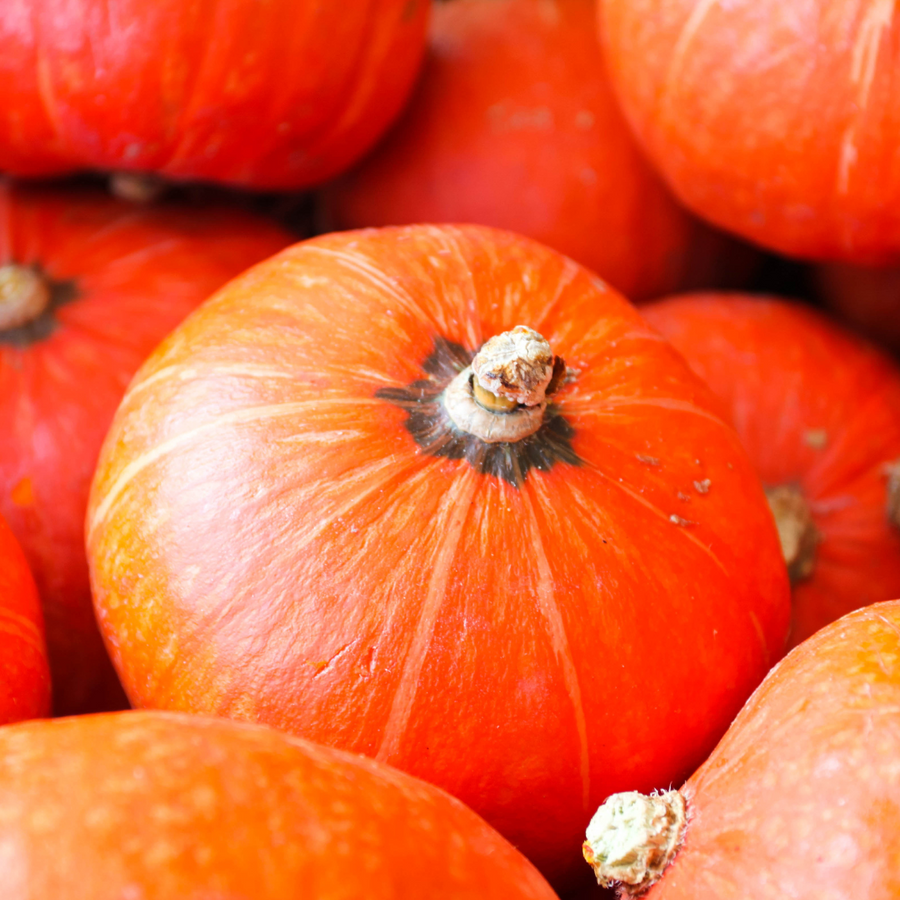 Hedlin Farms Organic Scarlet Kabocha Squash