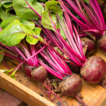 Regino Farms Organic Red Beets