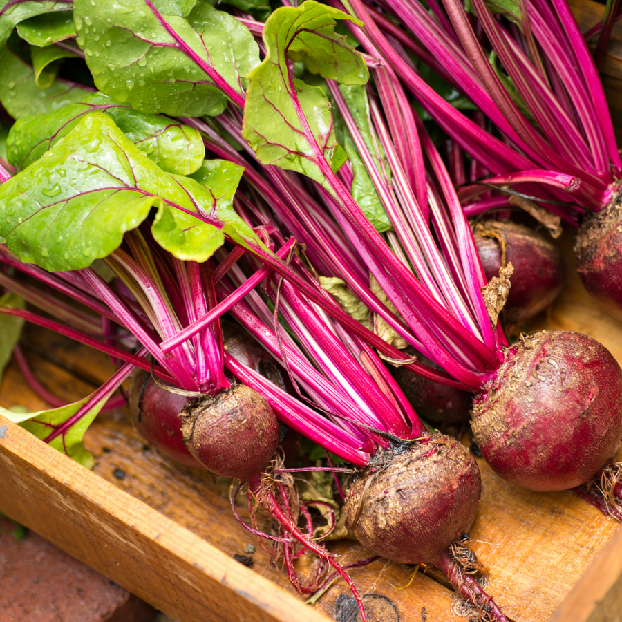 Regino Farms Organic Red Beets