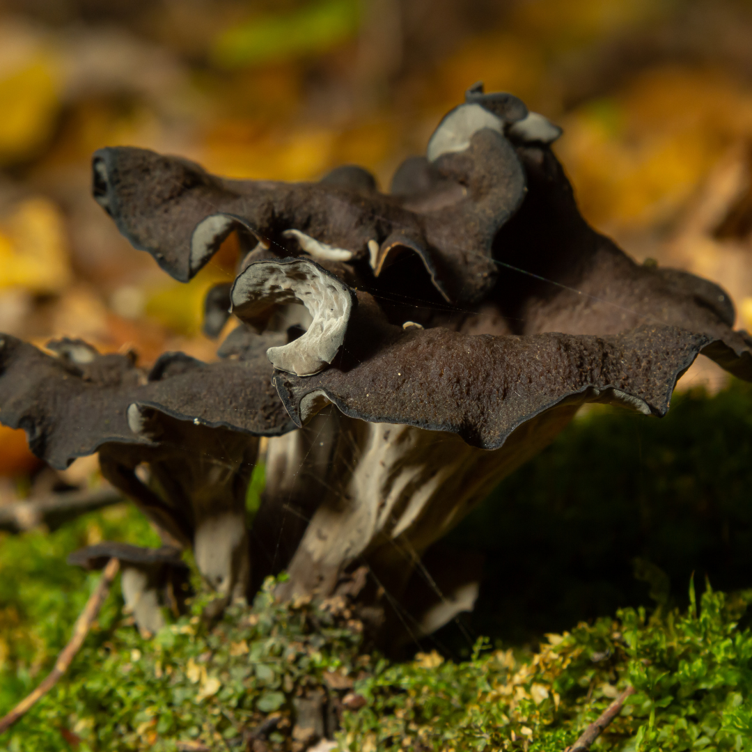 Foraged and Found Black Trumpet Mushrooms