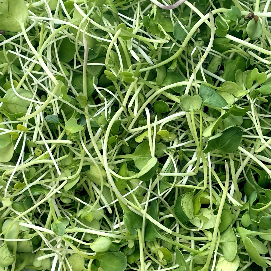 Baby Chavs Assorted Microgreens: Salad Mix