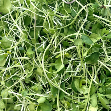 Baby Chavs Assorted Microgreens