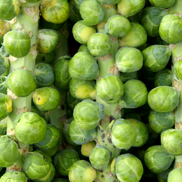 Regino Farm Organic Brussels Sprouts