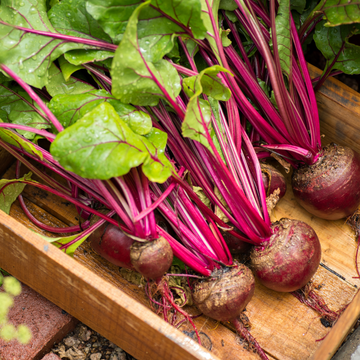 Boldly Grown Farm Organic Red Beets
