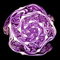 Boldly Grown Organic Purple Cabbage