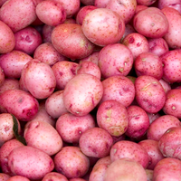 Olsen Farms Potatoes