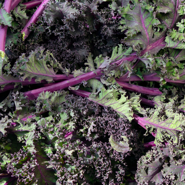 Griffin Creek Farm Red Curly Kale