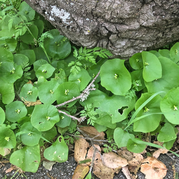 Foraged and Found True Miners Lettuce