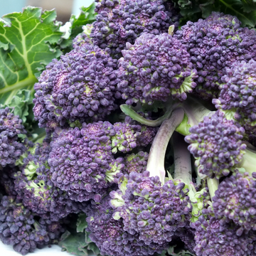 Regino Farms Organic Purple Sprouting Broccoli