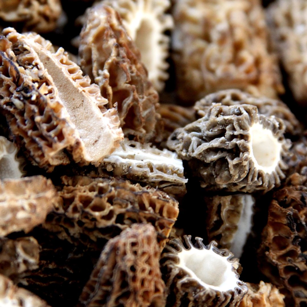 Foraged and Found Black Burn Morel Mushroom