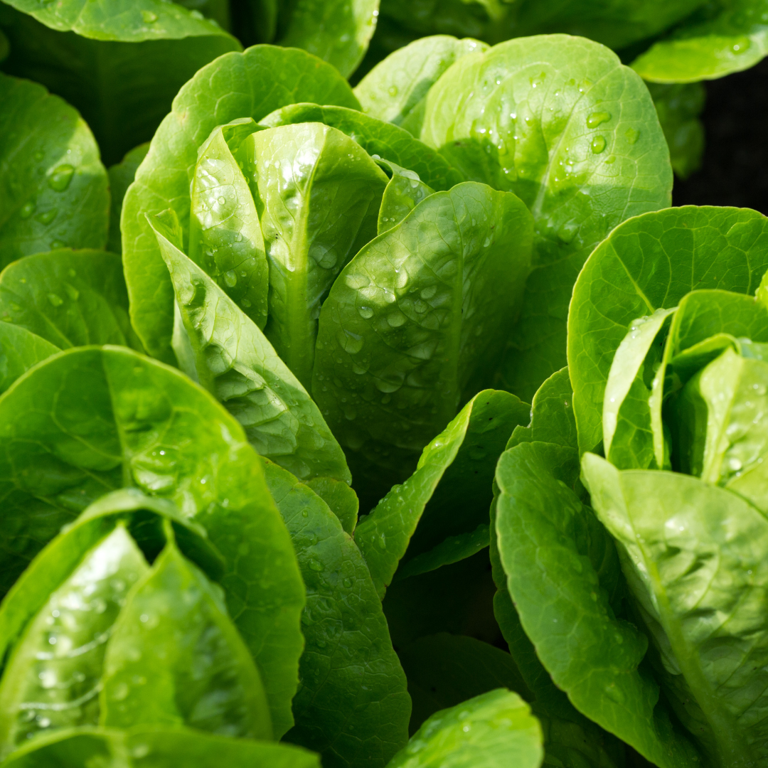 Spring Time Farm Little Gem Lettuce