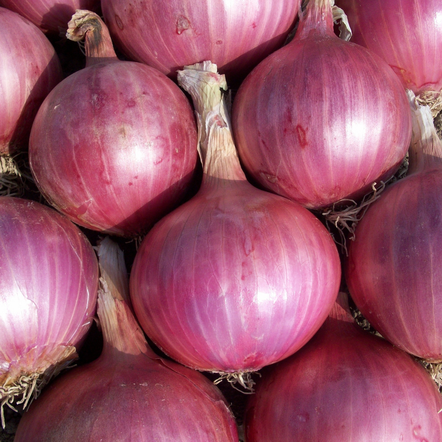 Foothills Farm Organic Red Onions