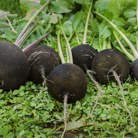 Griffin Creek Farm Black Radish