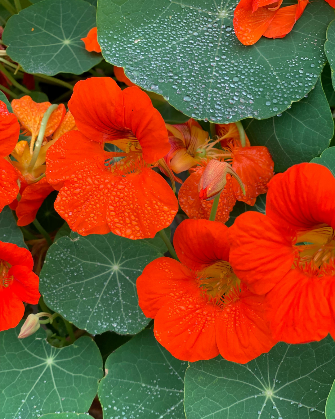 Aash Farms Nasturtium Blossoms