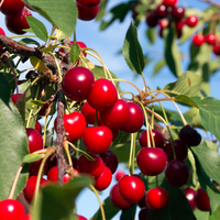 Collins Family Orchards Organic Cherries