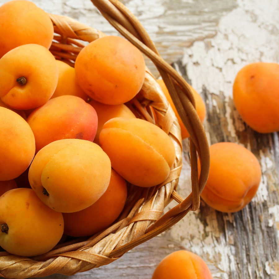 Collins Family Orchards Organic Robada Apricots