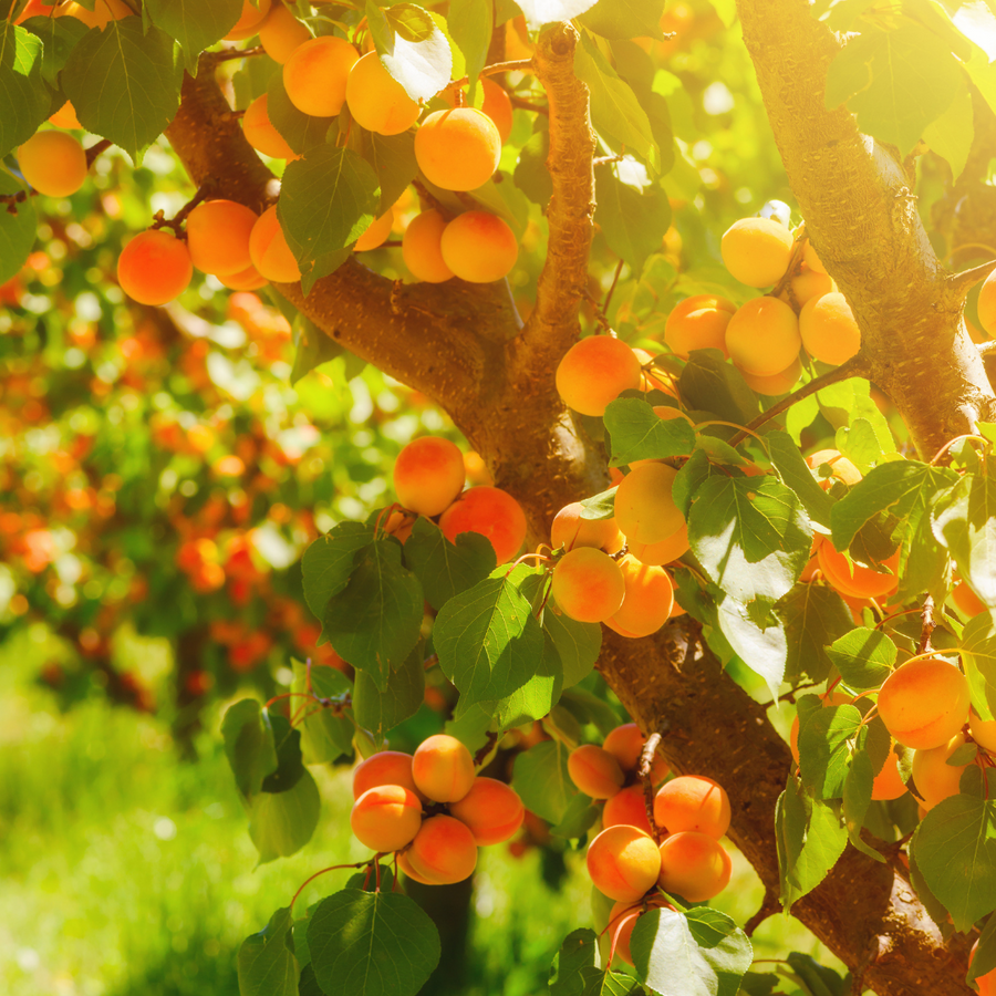 Collins Family Orchards Organic Robada Apricots