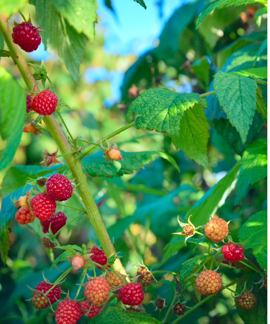 Regino’s Farm Organic Raspberries