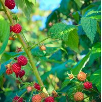 Regino’s Farm Organic Raspberries