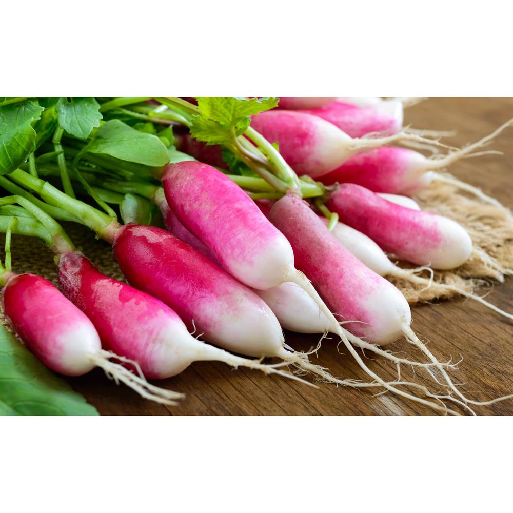 Four Elements Farm Breakfast Radish
