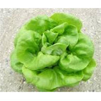 Spring Time Organic Green Butter Lettuce