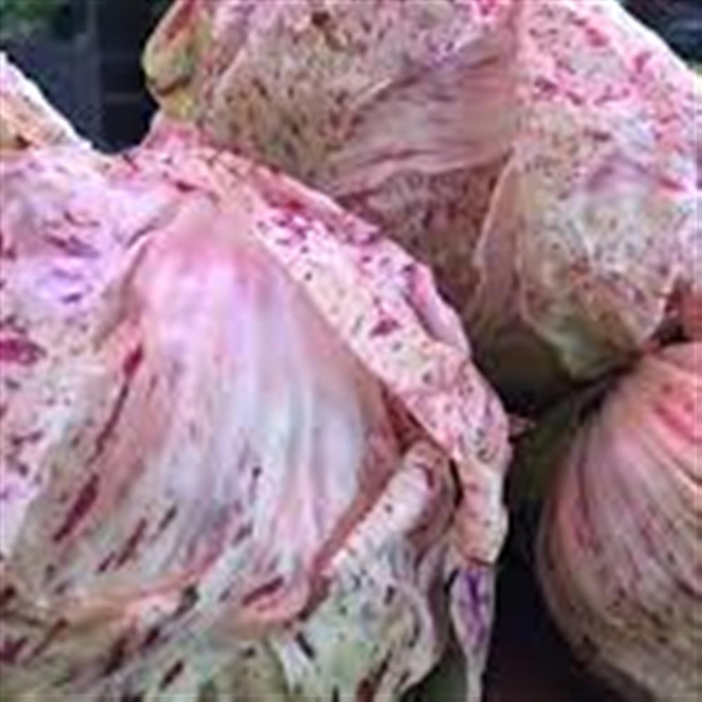 The Crows Farm Organic Castelfranco Radicchio