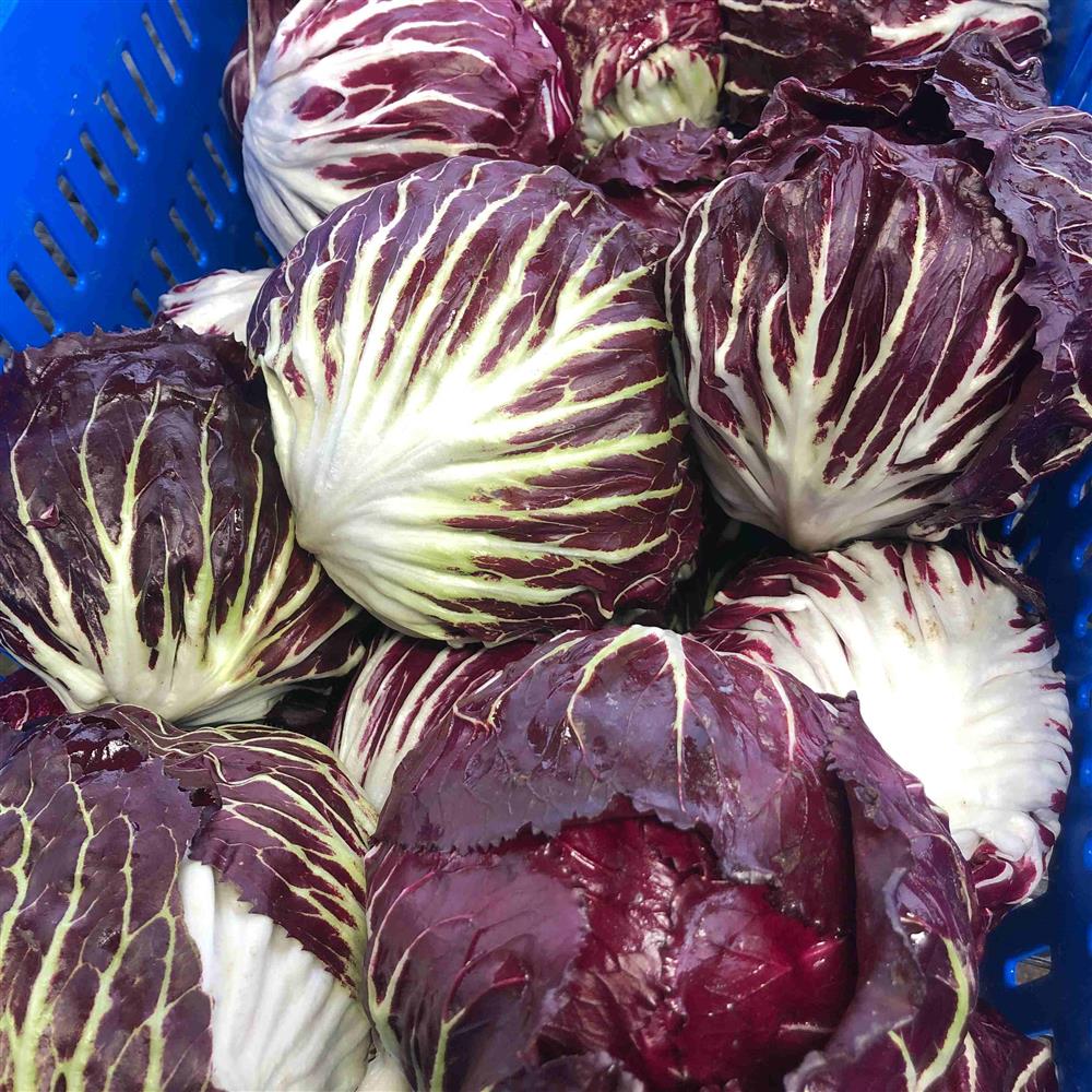 The Crows Farm Organic Radicchio