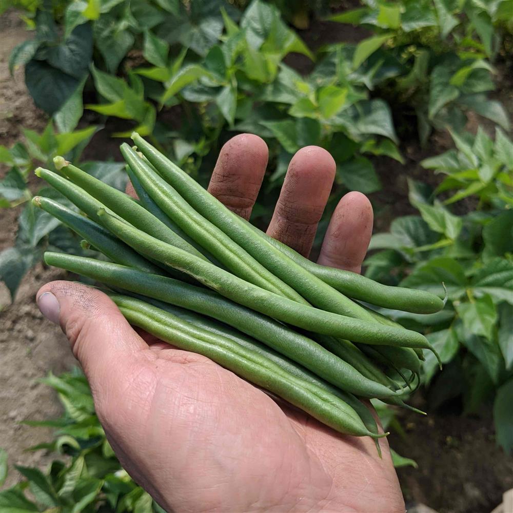 Organic First Cut Farm Green Beans