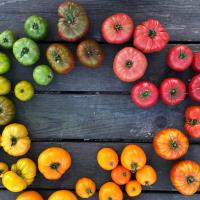 Hedlin Farm Organic Heirloom Tomatoes