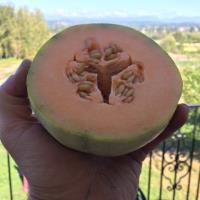 Caruso Farm Organic Cantaloupe Melon