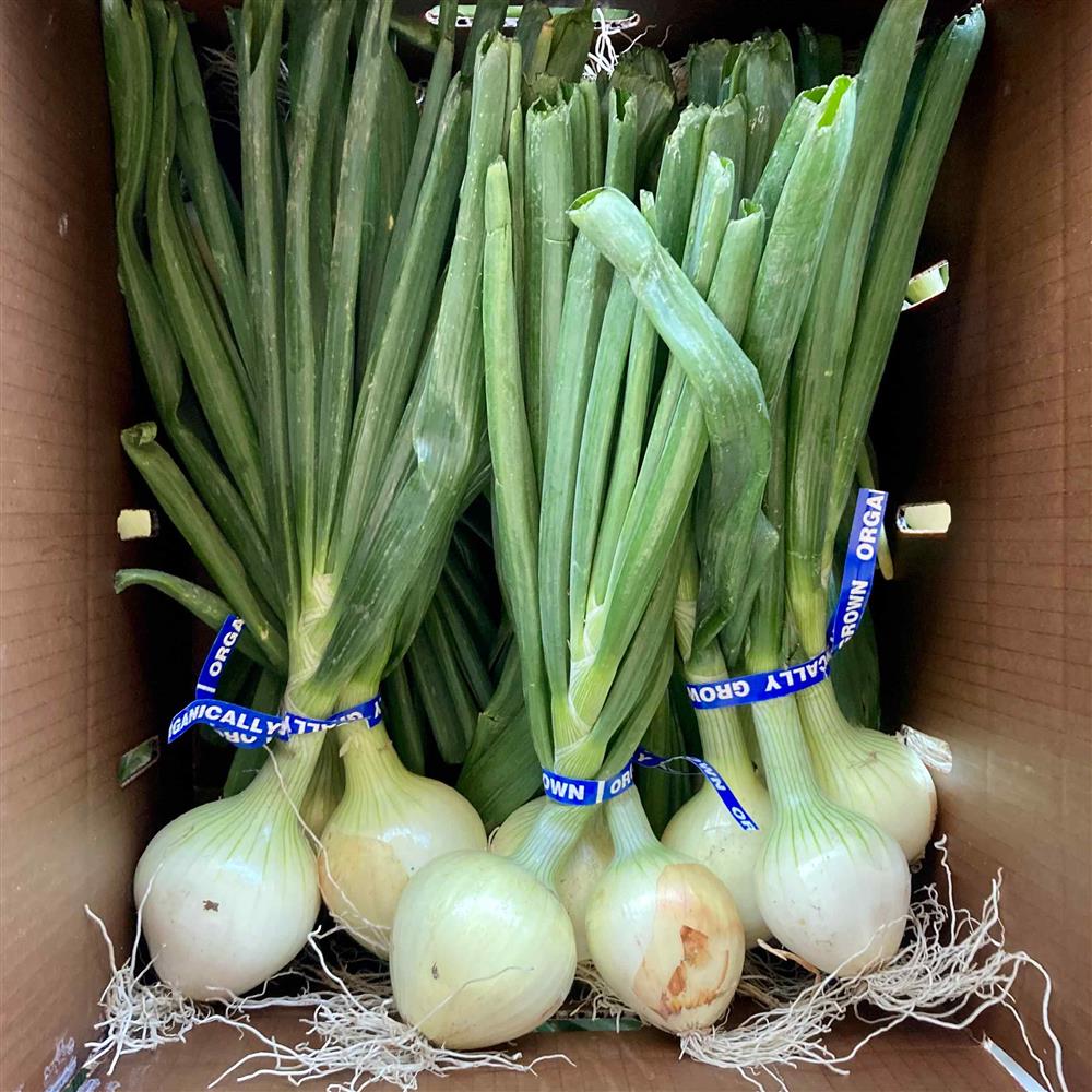 Boldly Grown Sweet Onions with Greens