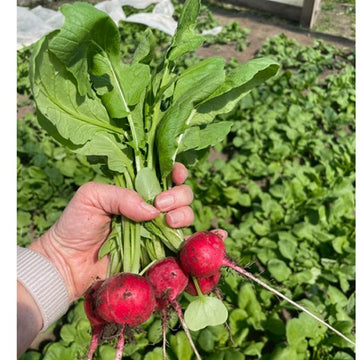 Four Elements Farm Red Radish