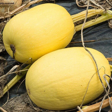 Harlequin Produce Spaghetti Squash