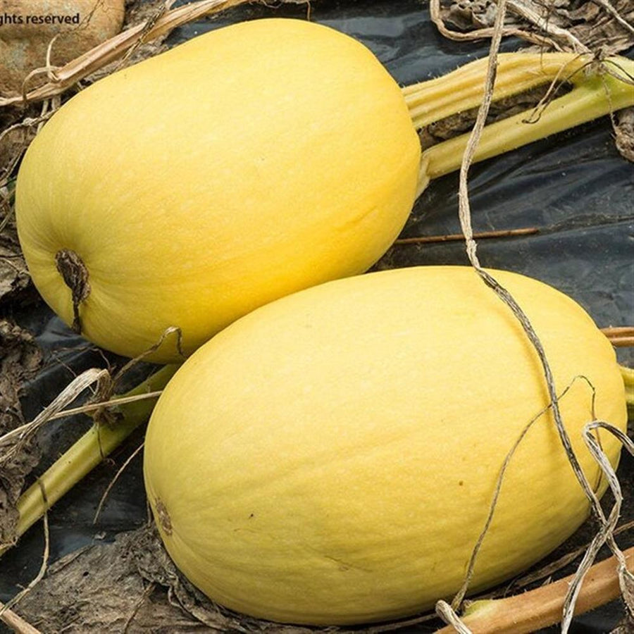 Harlequin Produce Spaghetti Squash