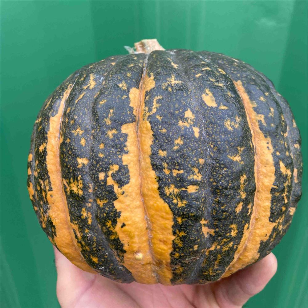 The Crows Farm Tetsubuko Squash