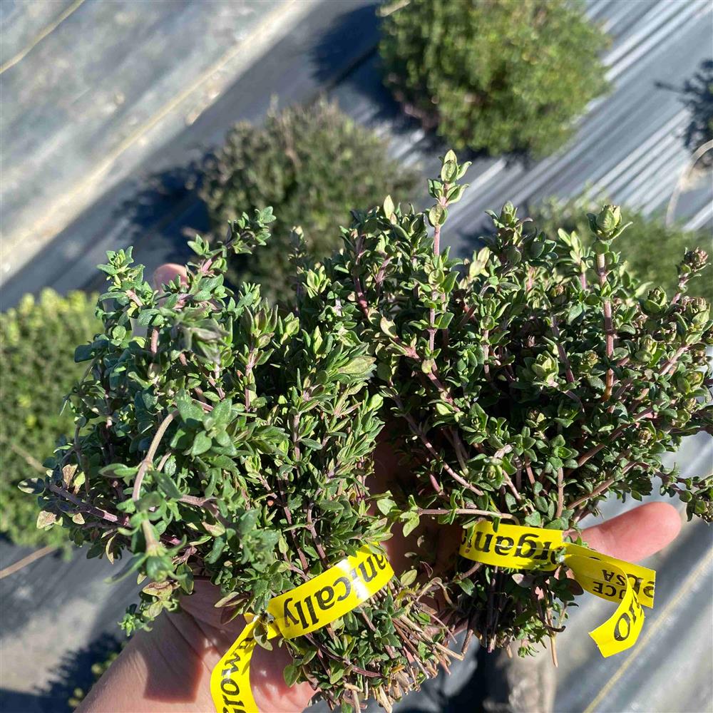 The Crows Farm Organic Thyme