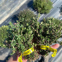 The Crows Farm Organic Thyme