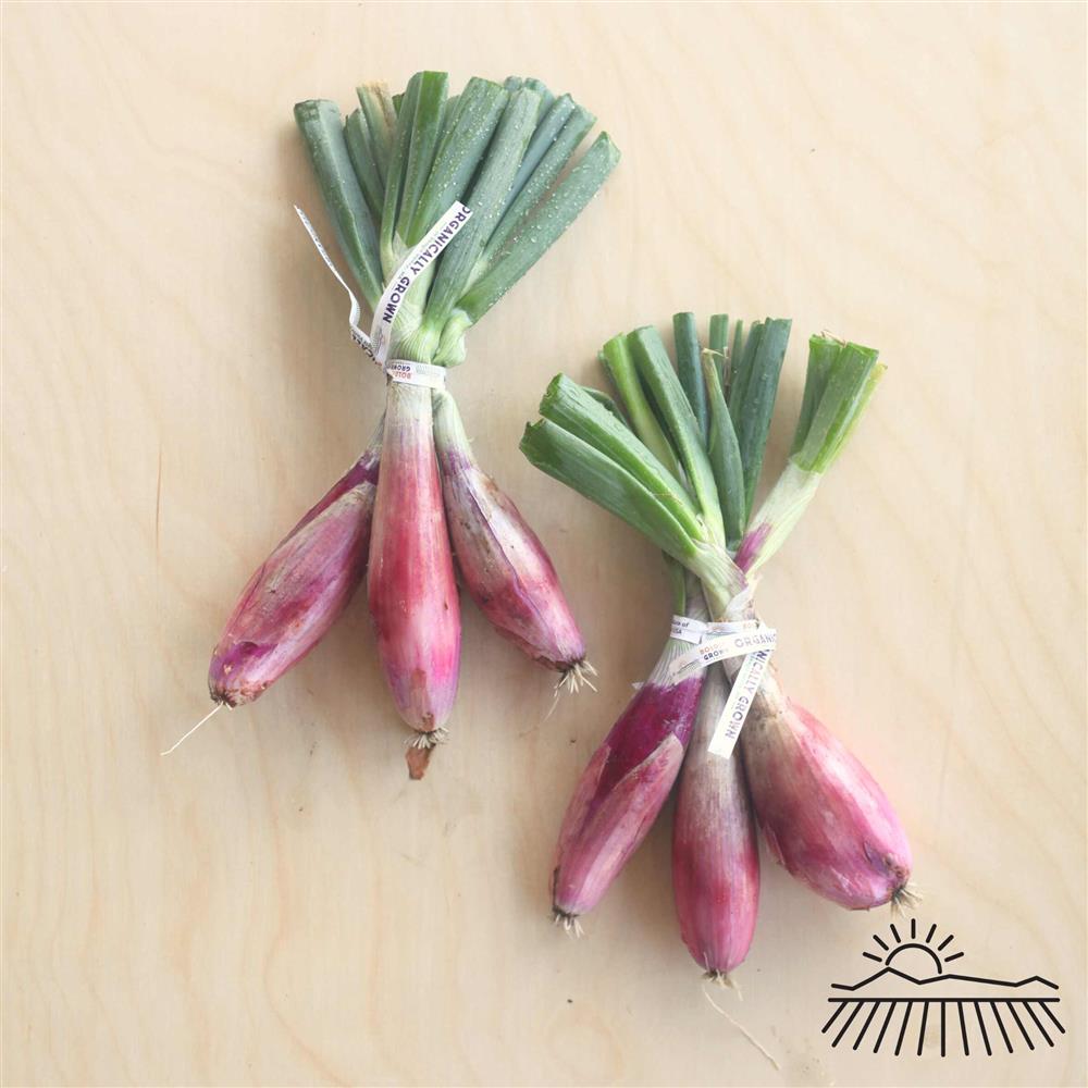 Boldly Grown Long Red Torpedo Onions with Greens