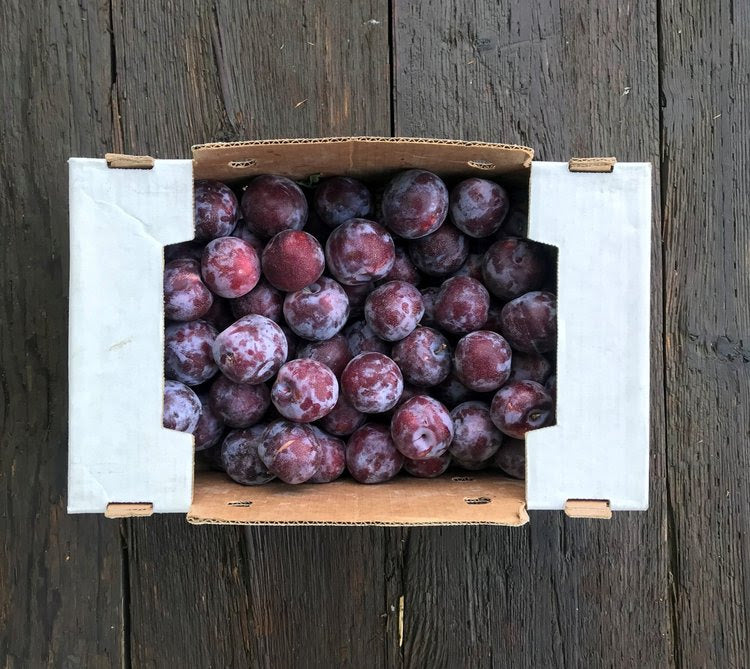 Collins Family Orchards Organic Honey Punch Pluots