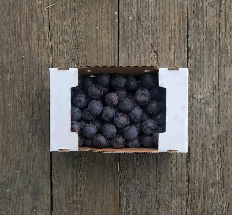 Collins Family Orchards Organic Angelino Plums