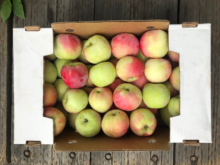 Collins Family Orchards Sugar Crisp Apples