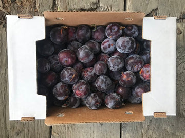 Collins Family Orchards Black Amber Plums