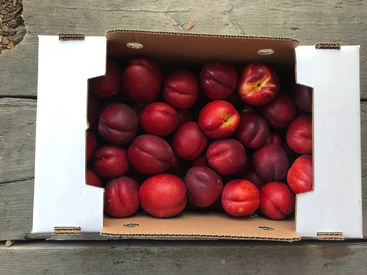 Collins Family Orchards Organic Honey Glo Yellow Nectarines