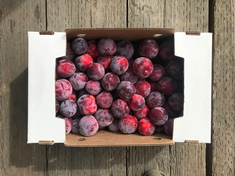 Collins Family Orchards Fortune Plums !