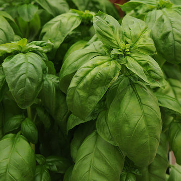 Foothills  Farm Organic Basil