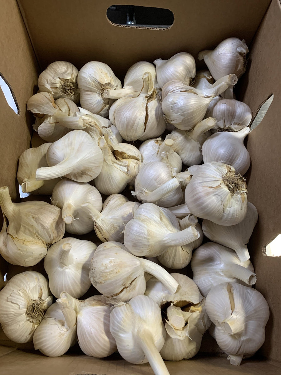 Organic Italian Red Garlic