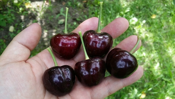Lyall Farm Tieton Cherries