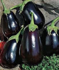 Caruso Farm Organic Black Beauty Eggplant