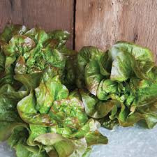 Spring Time Organic Green Butter Lettuce