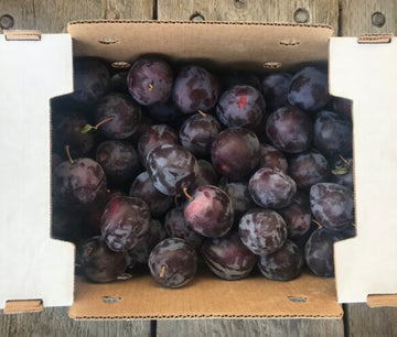 Collins Family Orchards Organic Pluots
